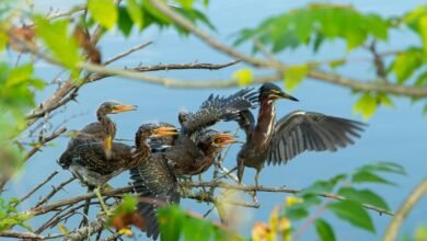 call ratio comparison analysis