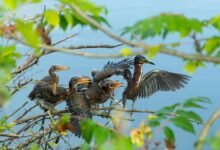 peak call frequency data