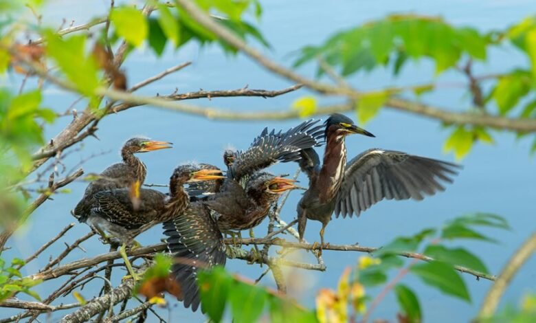 post drop user call statistics