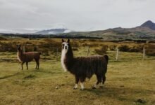 unknown term or phrase