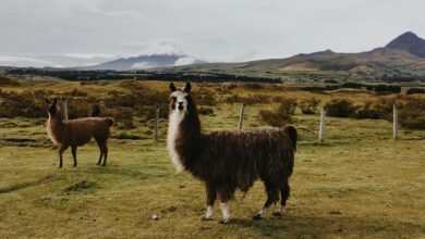 unknown term or phrase