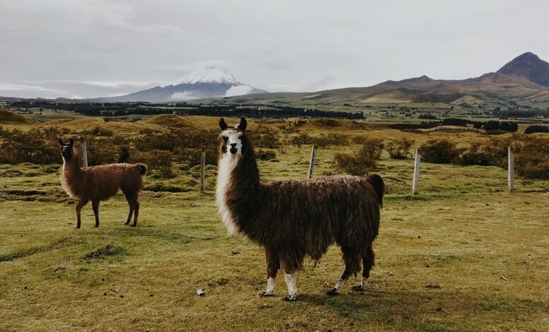 unknown term or phrase